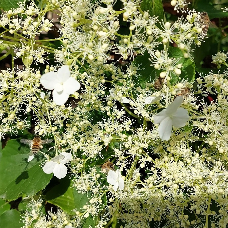Foto einer Tellerhortensie mit ganz vielen Blüten und Bienen