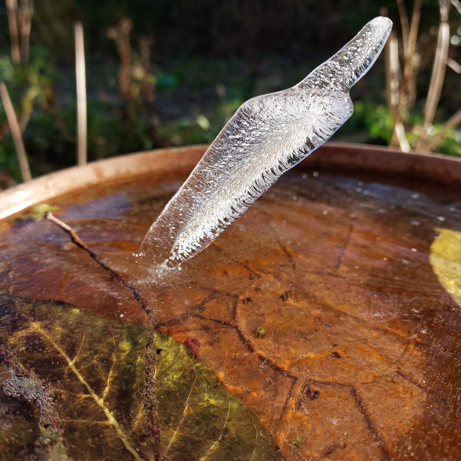 Foto eines Eiszapfens, der schräg aus einer flachen Wasserschale hervorragt.