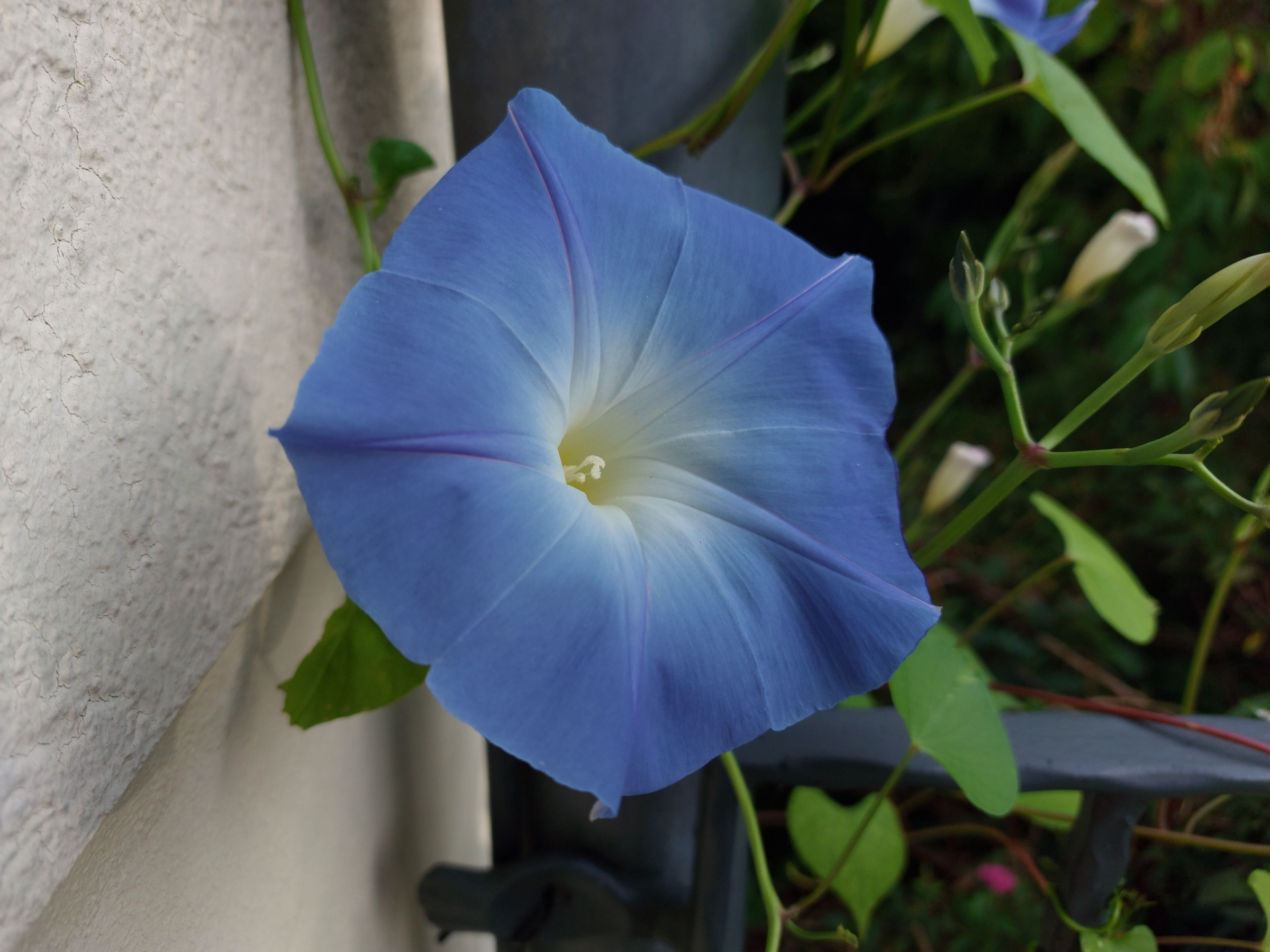 Foto der Blüte einer blauen Trichterwinde an einer Hausecke