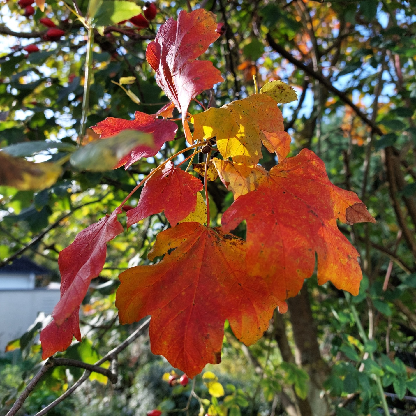 Foto von Herbstblättern des Frühlings-Ahorns