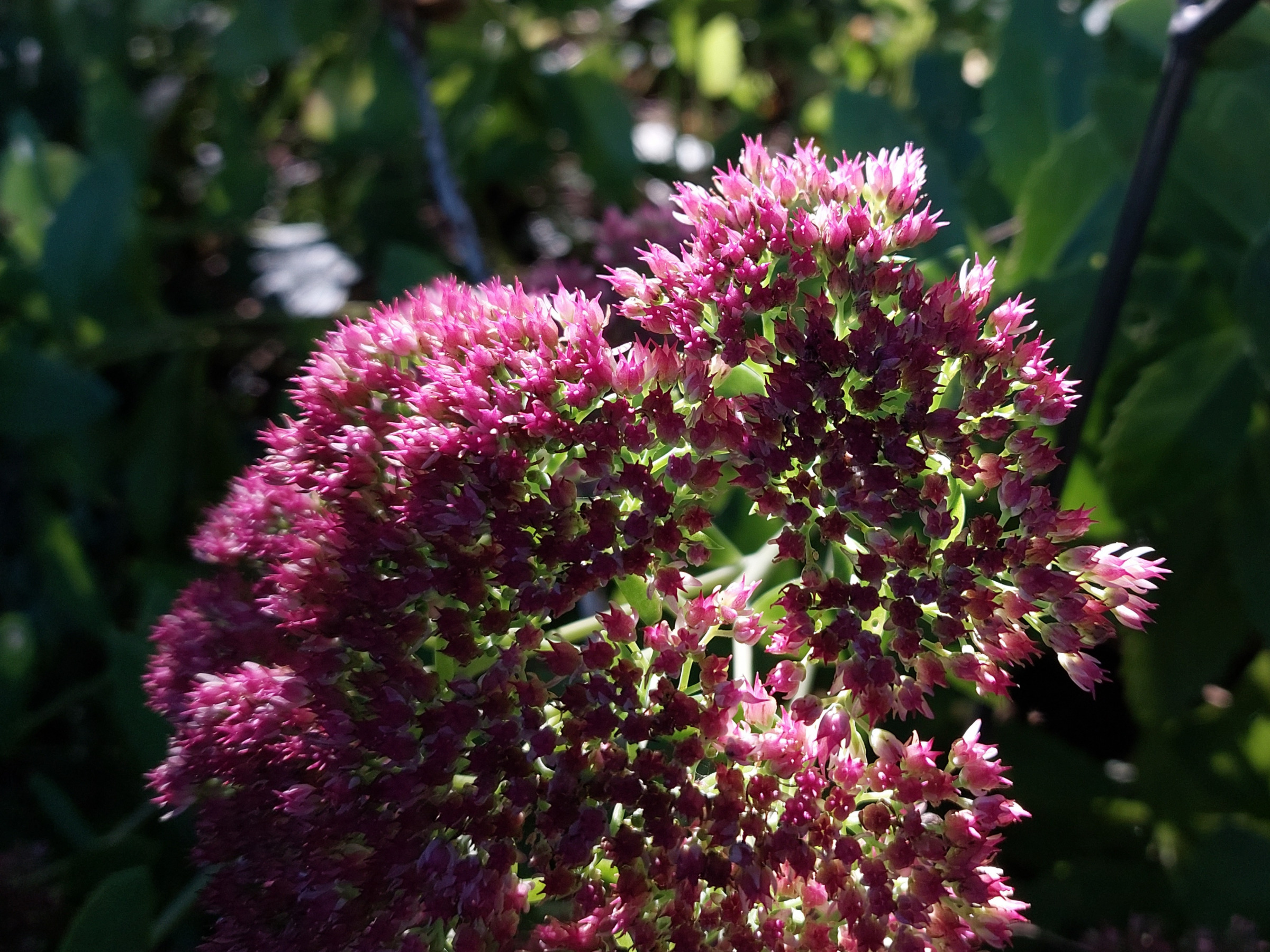 Foto einer voll aufgeblühten Fetthenne mit zahlreichen rosa Blüten