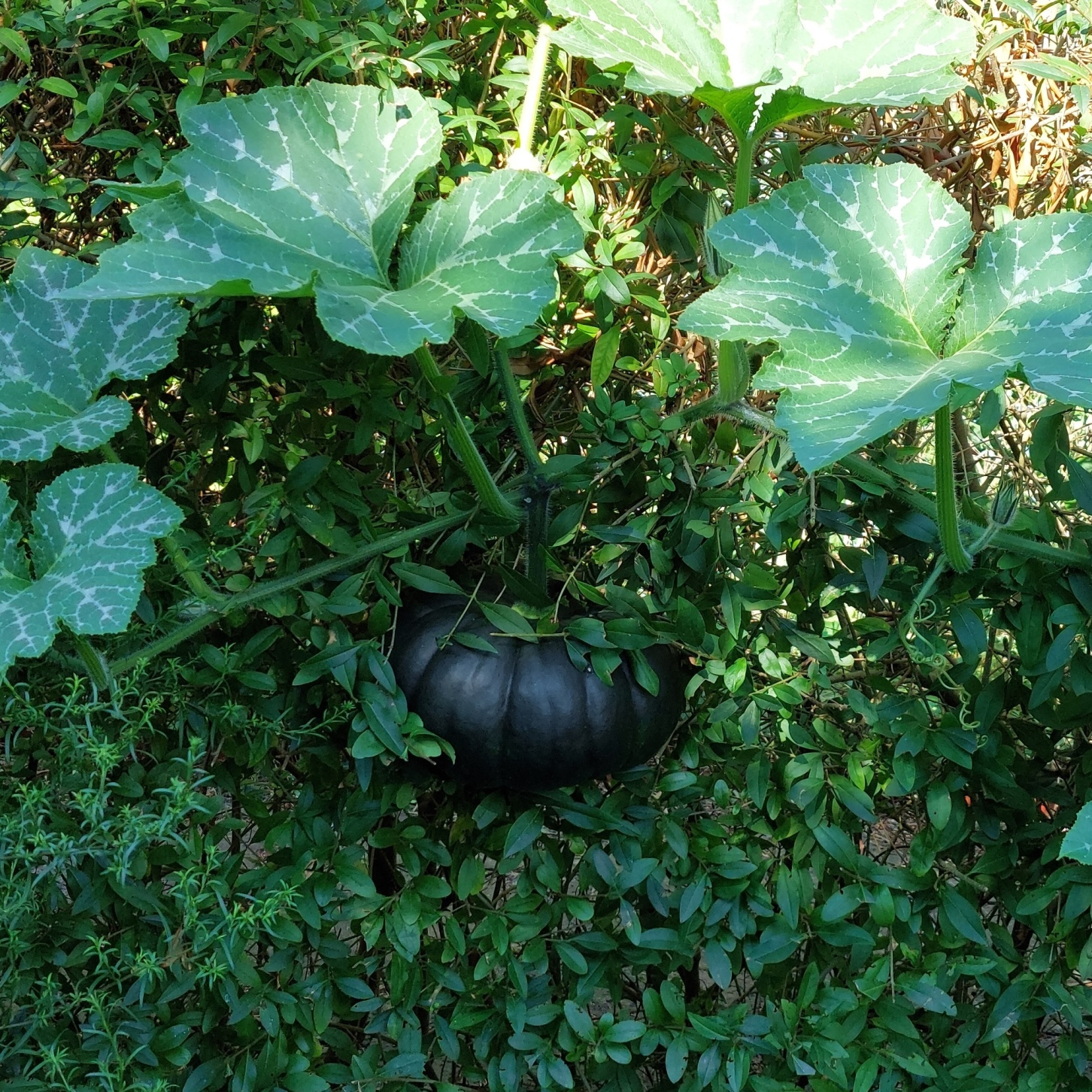 Foto eines schwarzen (Turban?-)Kürbis, der in einer Ligusterhecke hängt