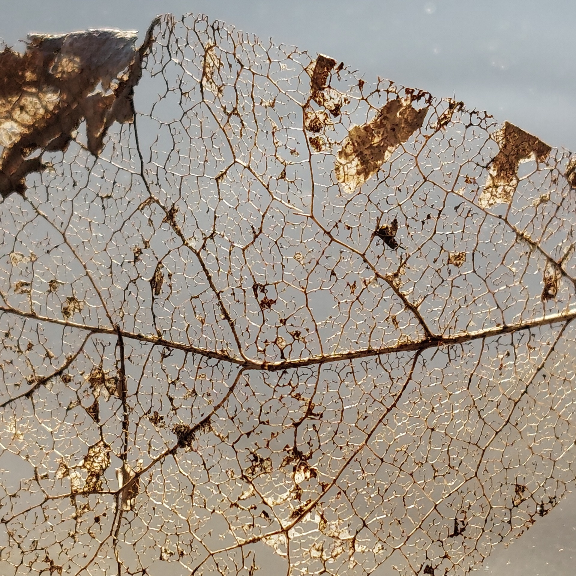 Detailfoto von Blattrispen eines Herbstblattes, vielfach durchbrochen