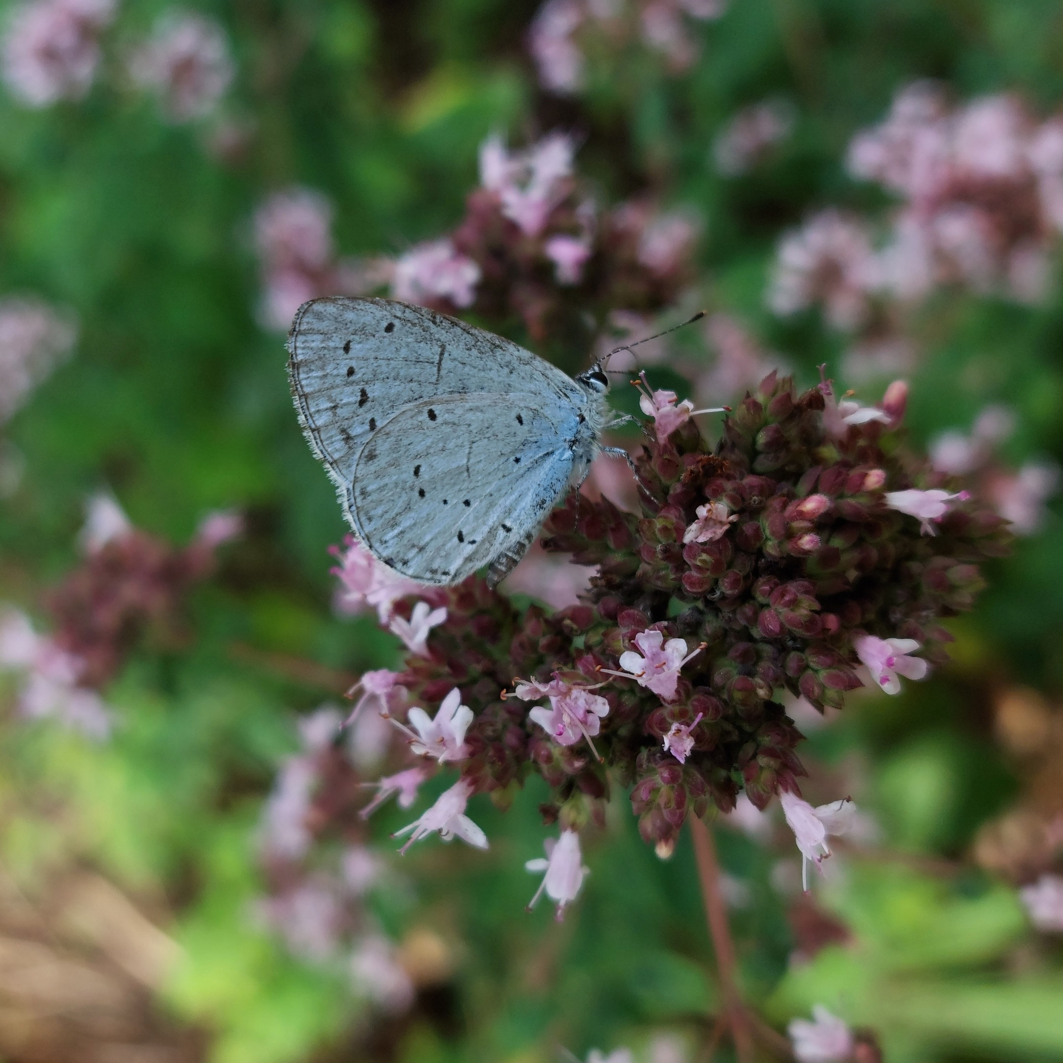 Foto eines Bläuling-Schmetterlings auf einer Blüte