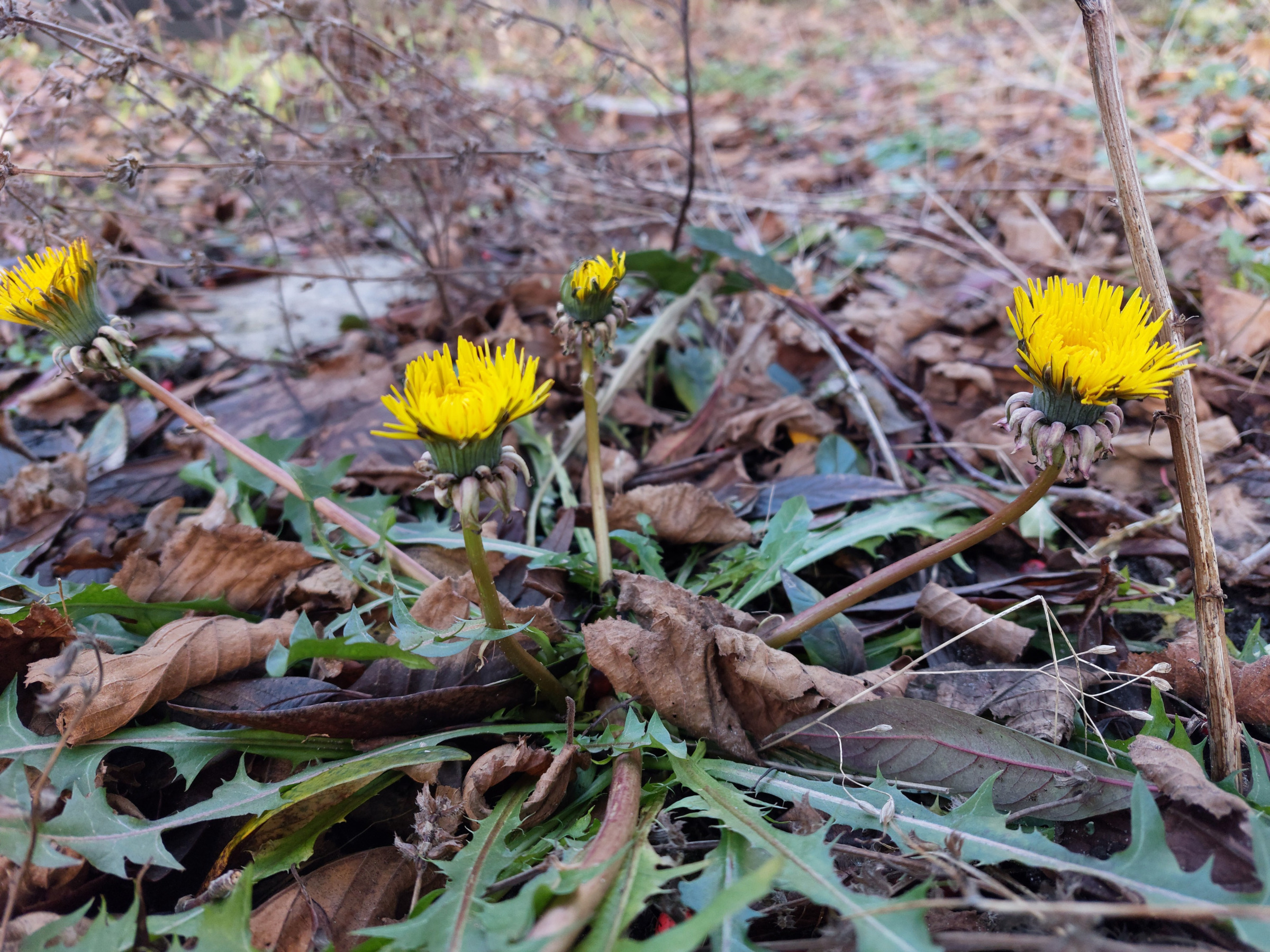 Foto eines sehr frühen Löwenzahns