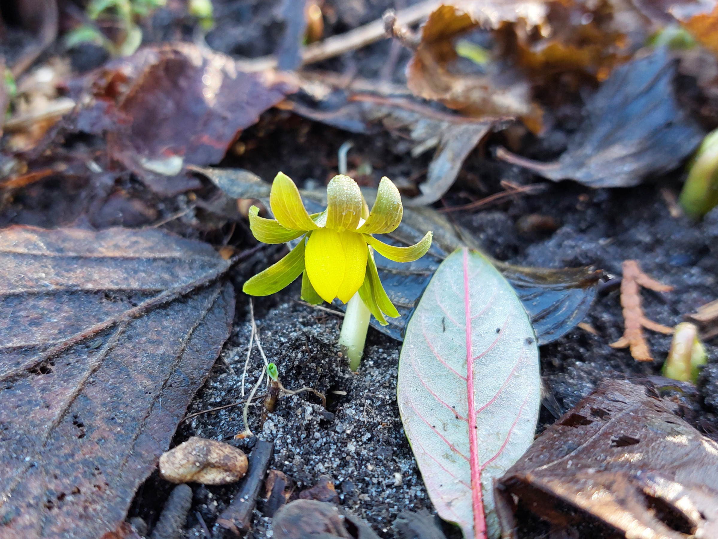 Foto eines Winterlings, der gerade seine Blüte geöffnet hat. Drumherum verwelkende Blätter.