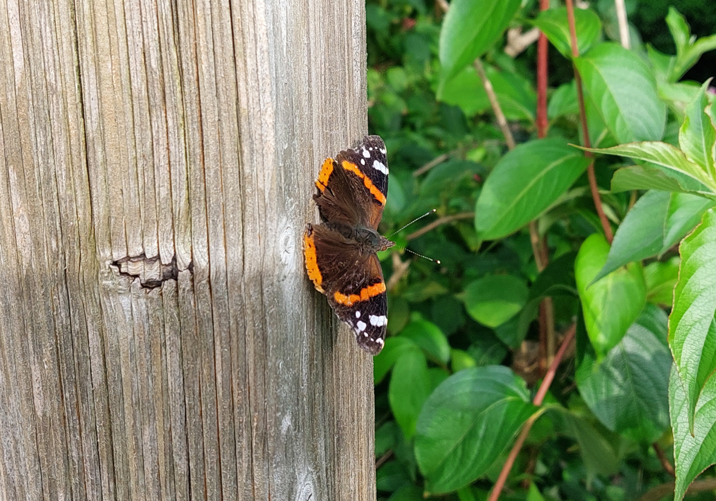 Foto eines Admiral-Schmetterlings, der an enem Holzpfahl sitzt