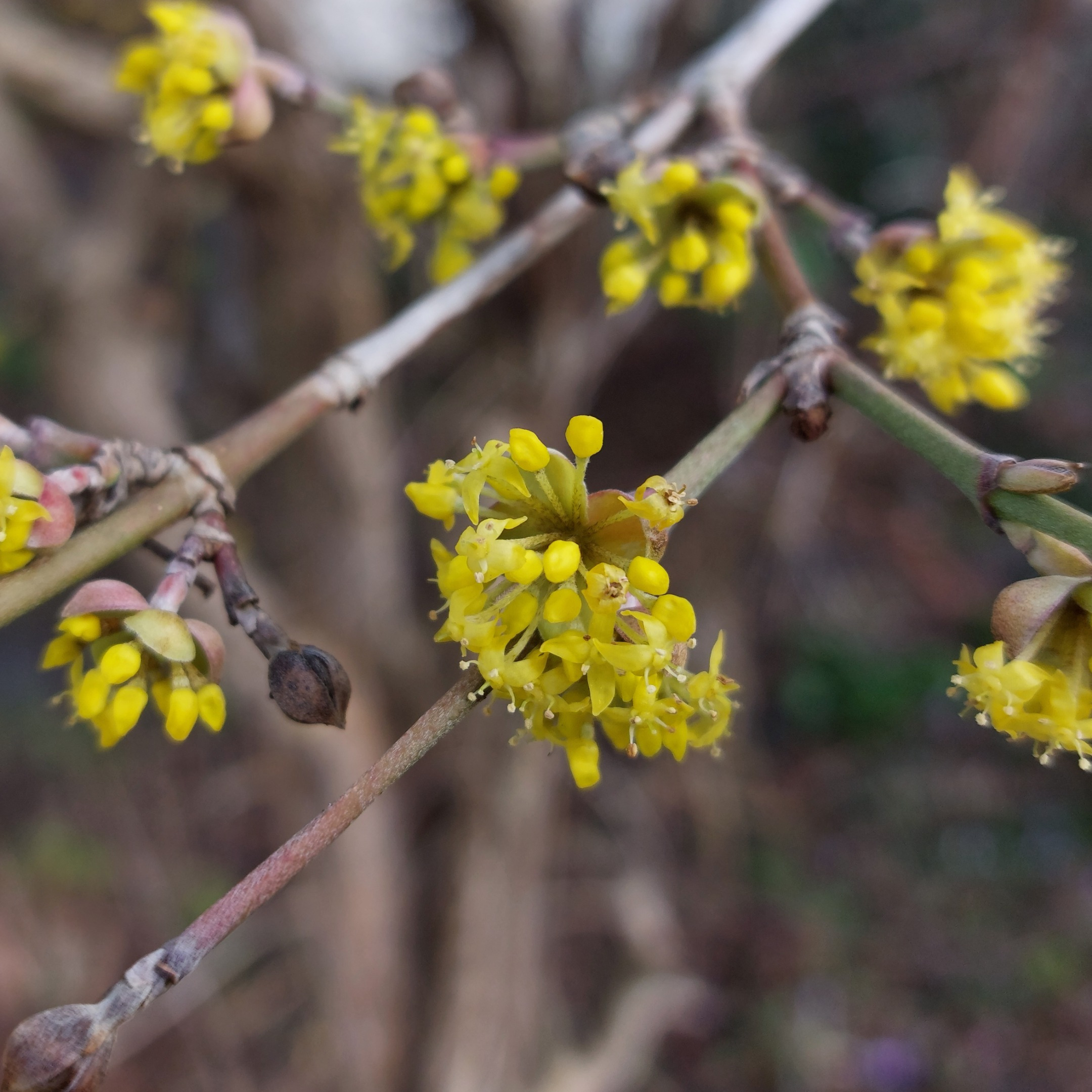 Foto von Blüten der Kornelkirsche