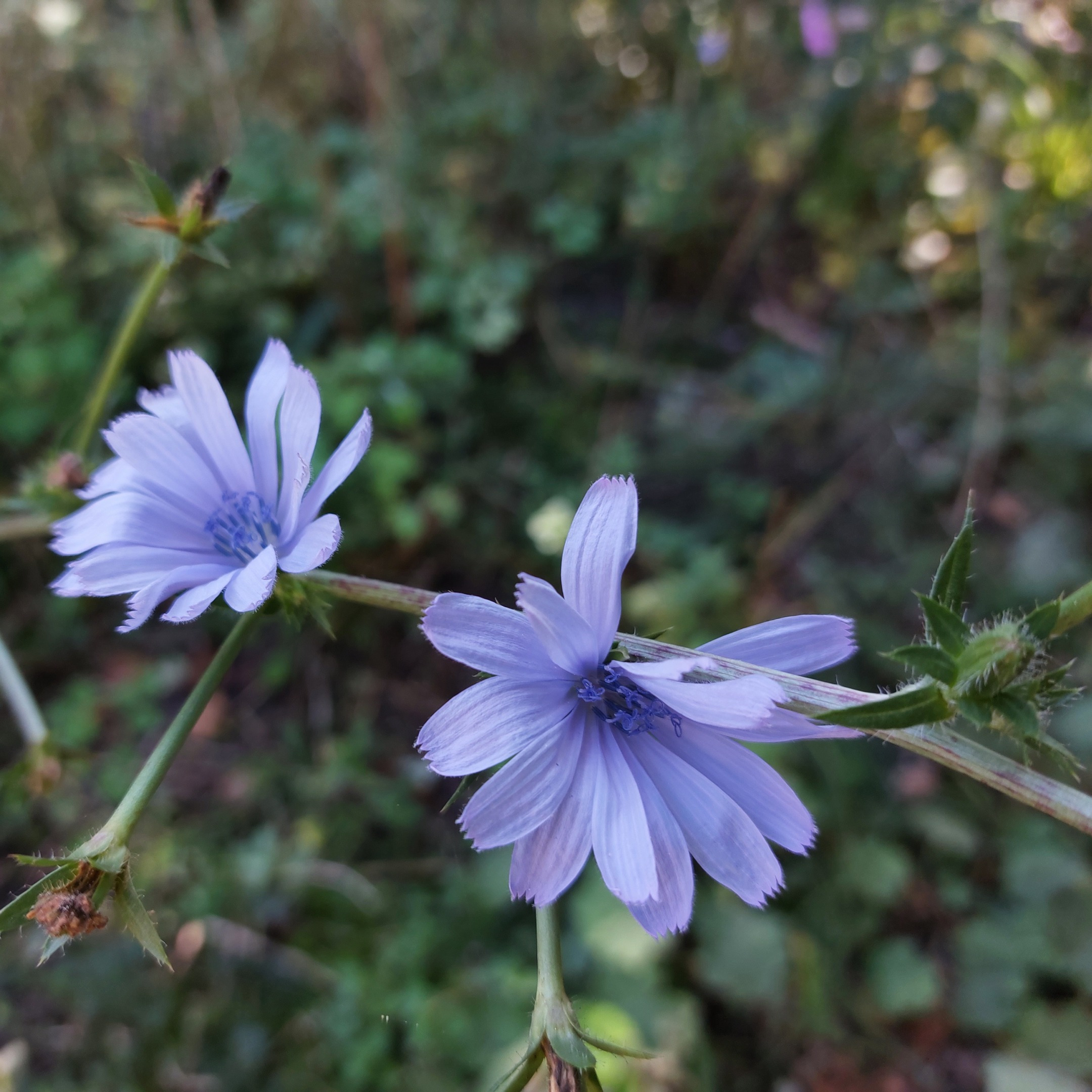 Foto von zwei Blüten der Wegwarte