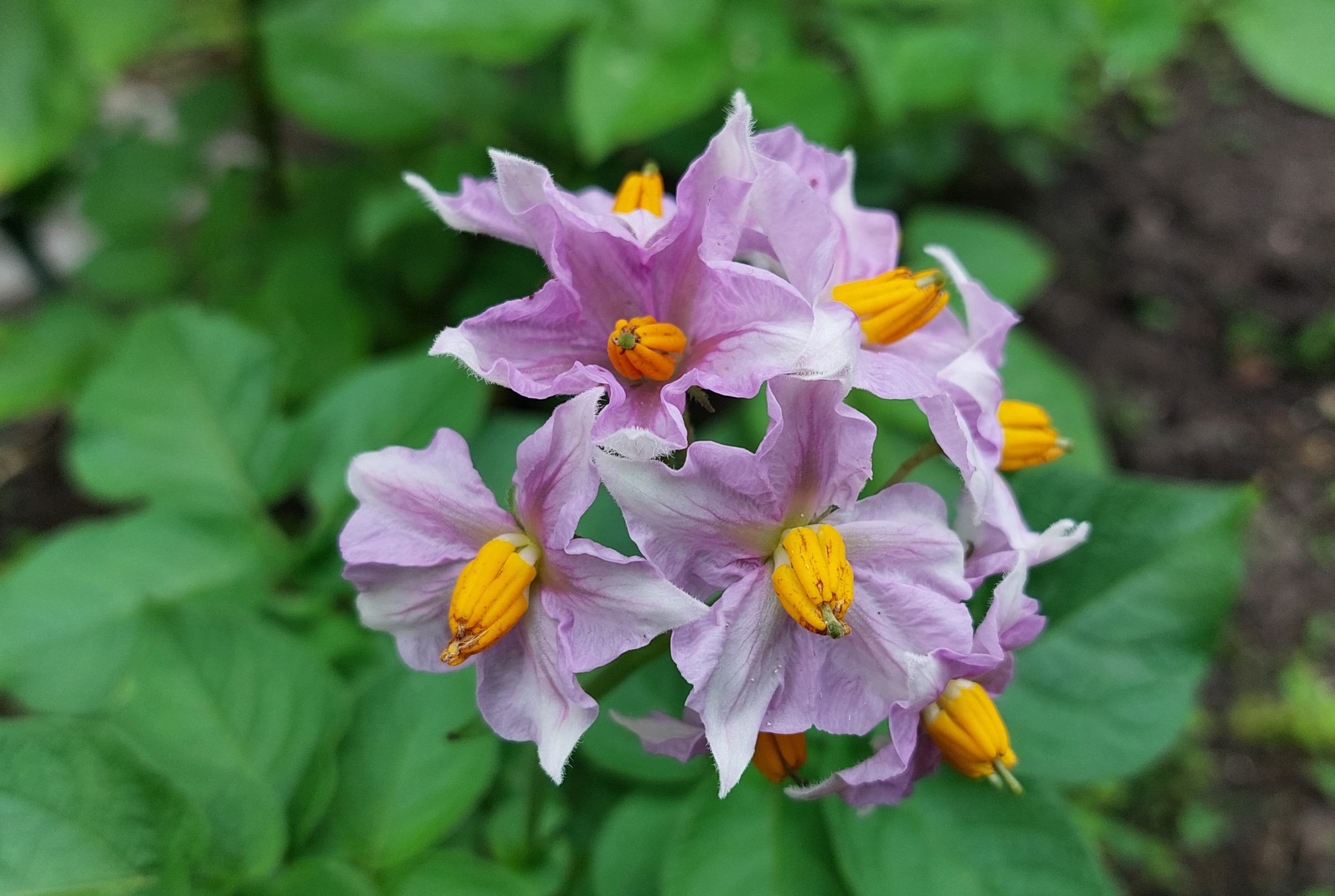 Foto von Blüten der Kartoffel