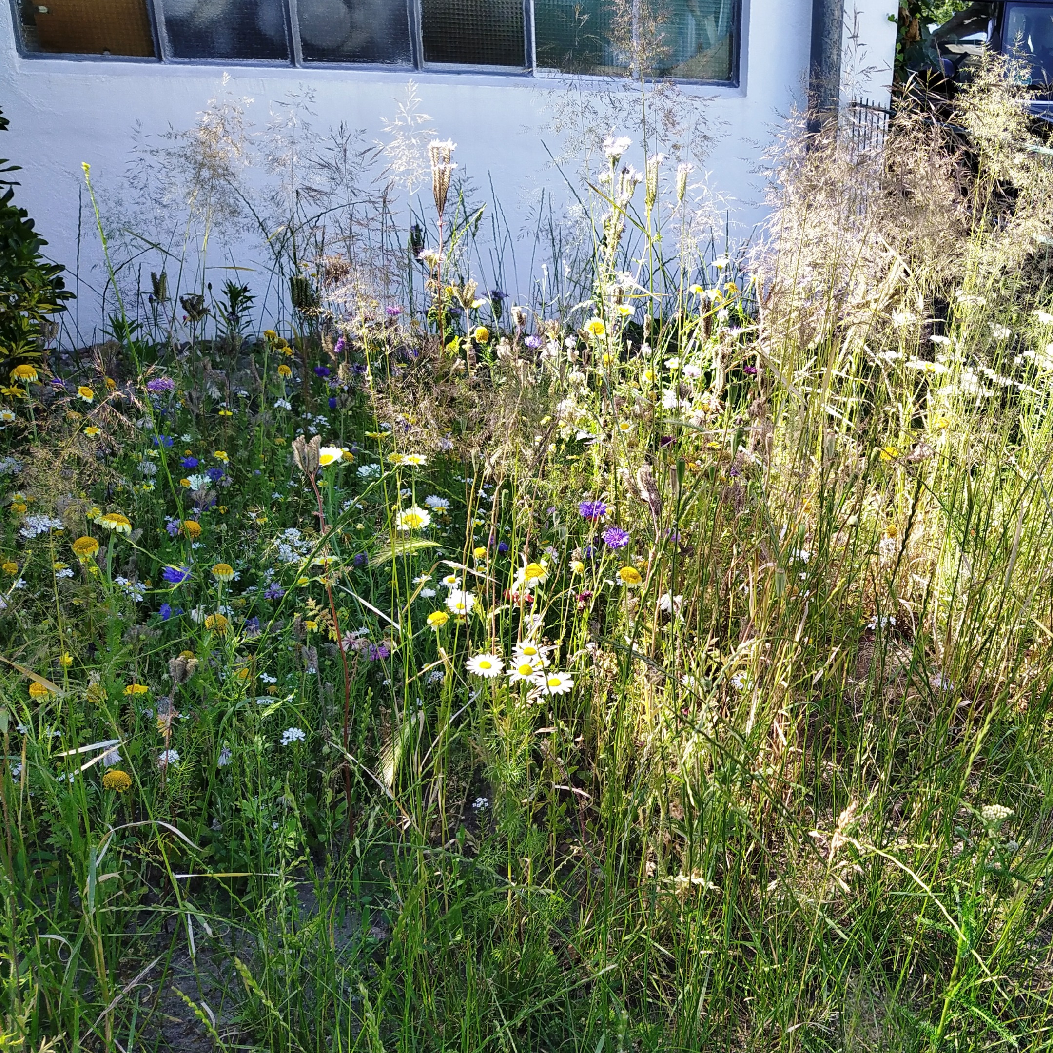 Ein Blumenbeet am Anfang unserer Straße