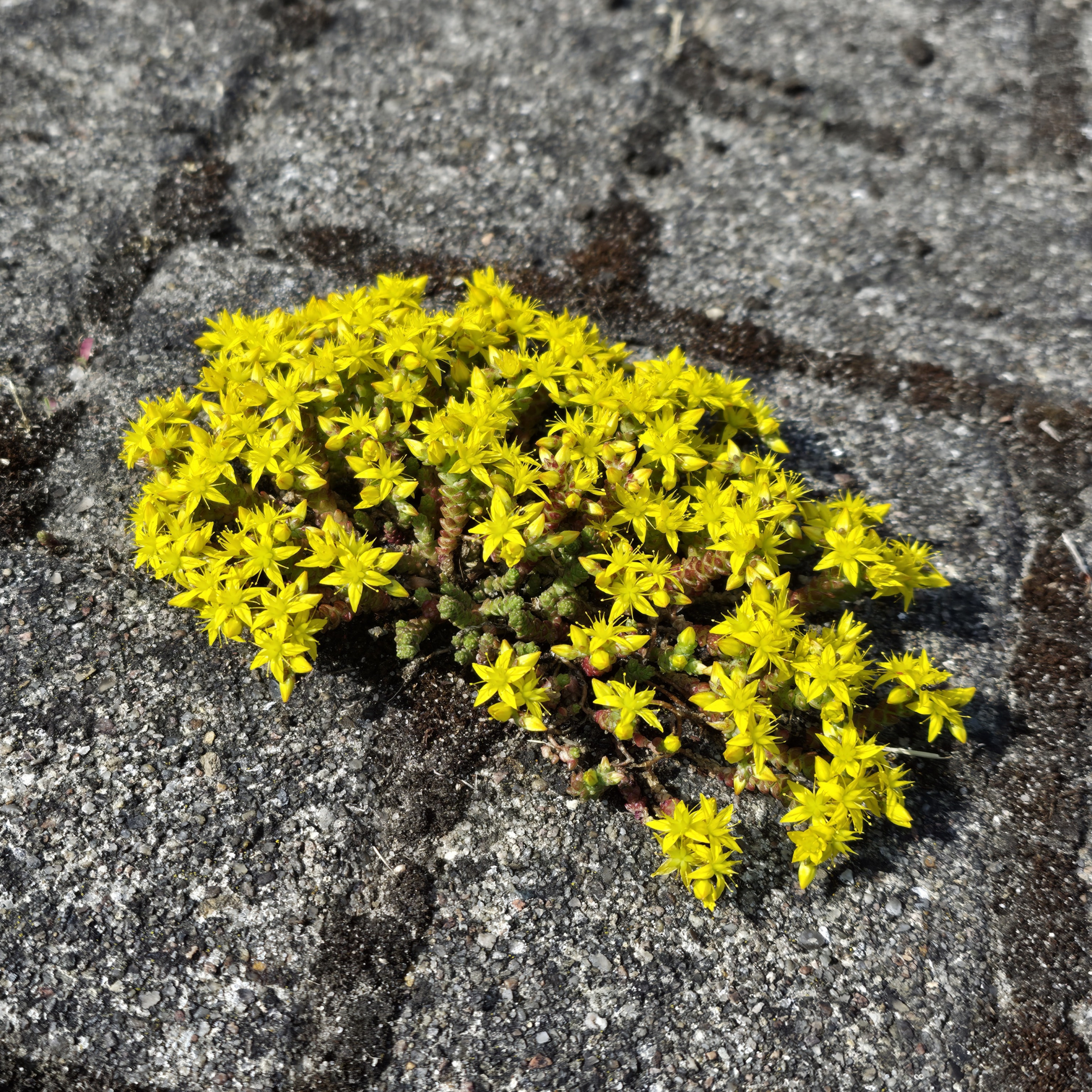 Foto von gelb blühendem Steinbrech in einer Pflasterfuge