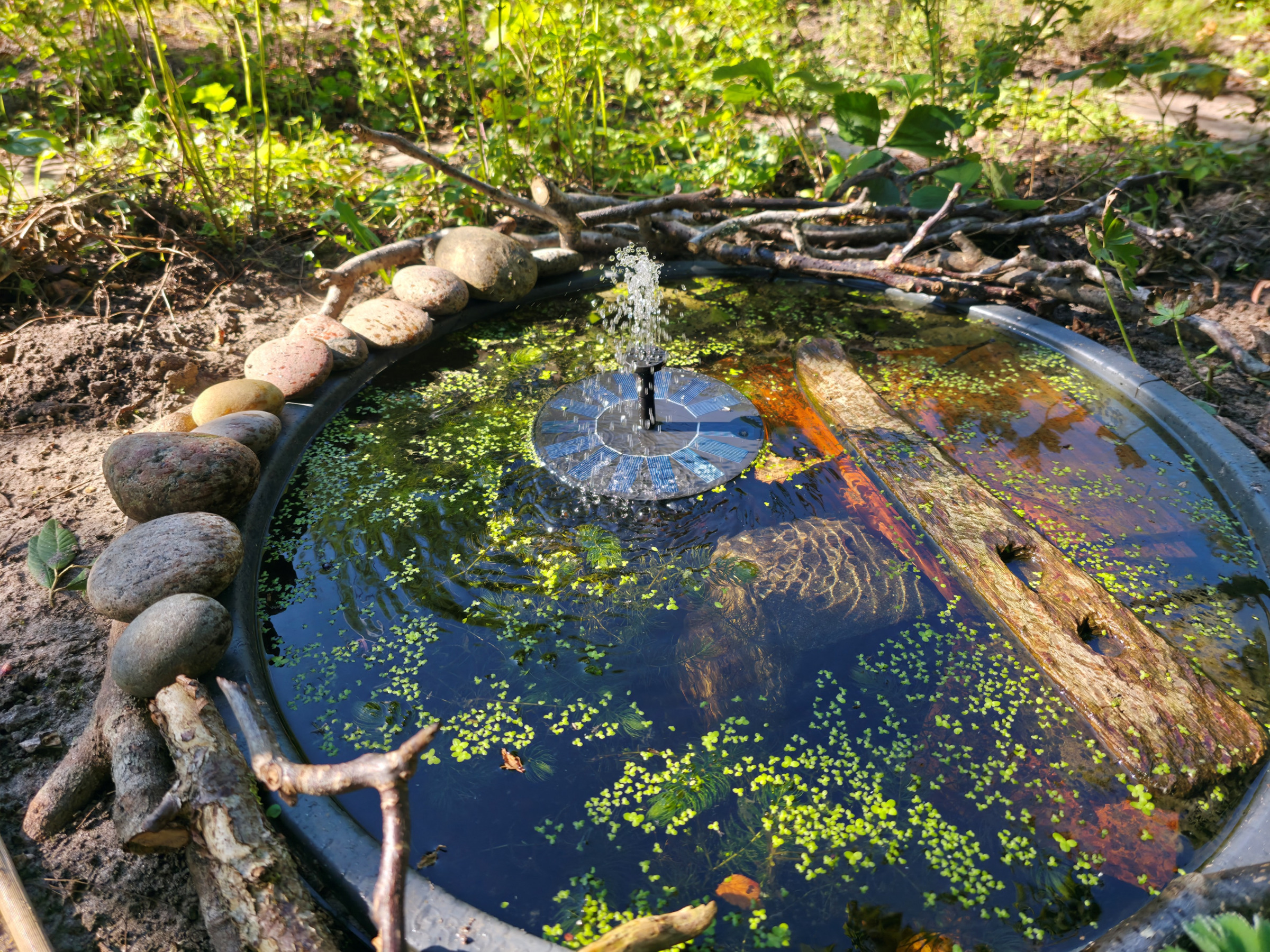 Foto unseres neuen "Garteneiches" mit Wasserlinsen und einem Mini-Springbrunnen