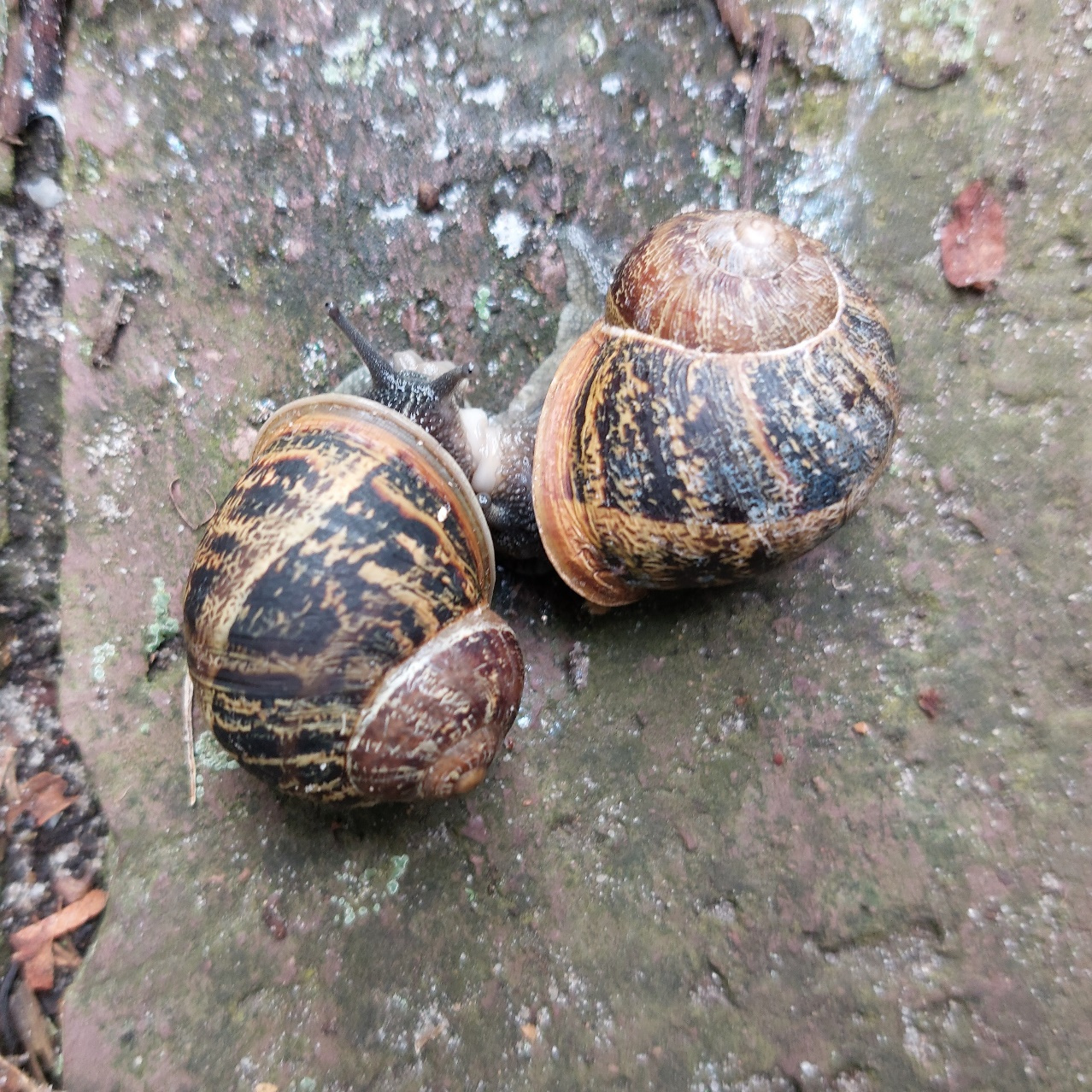 Foto zweier Weinbergschnecken beim Liebesakt